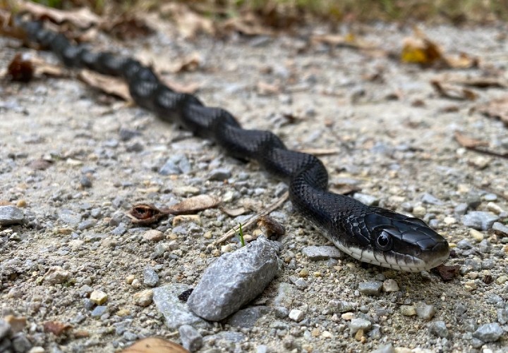 Black Rat Snake